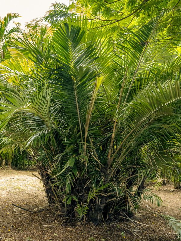 47.1 Arenga palm Profile