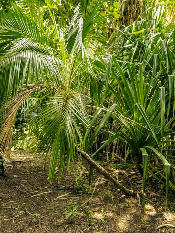 53.1 Arikuri palm Profile