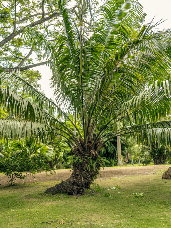 60.1 American oil palm Profile