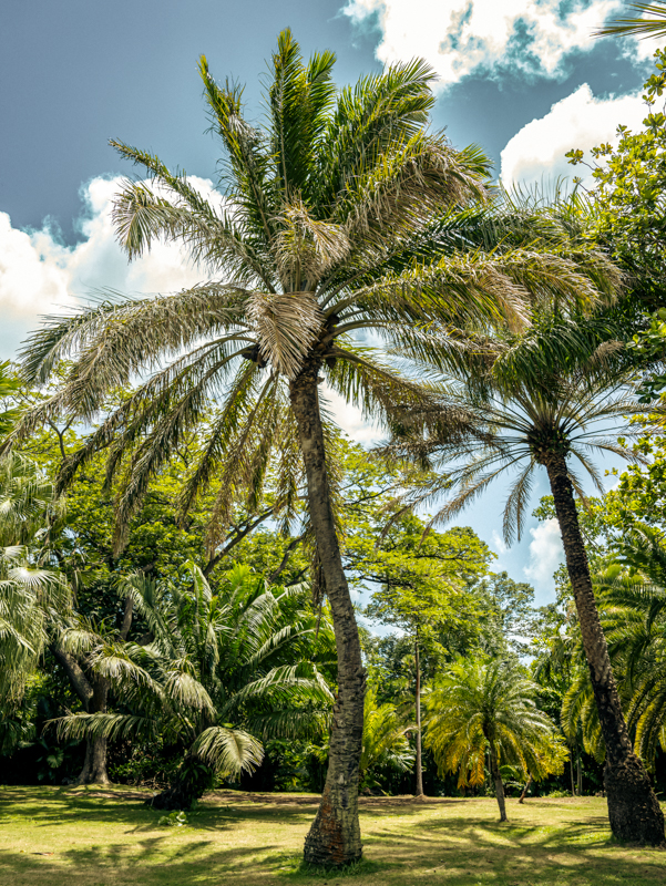 65.1 African oil palm Profile