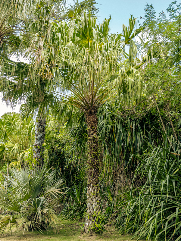 72.1 Anahaw palm Profile