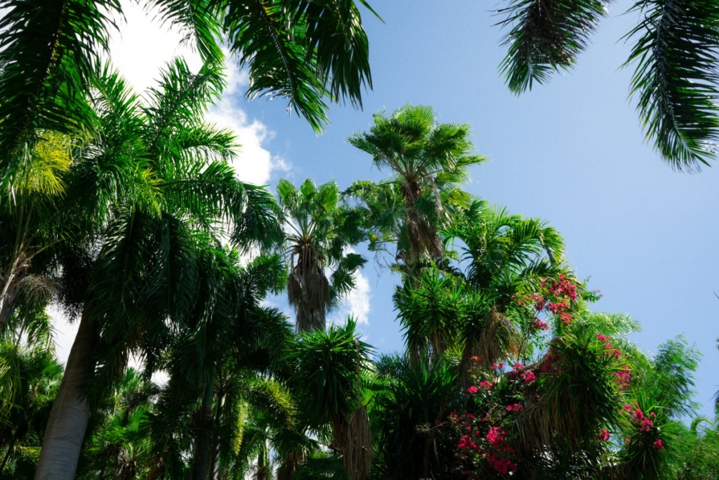 Palm Garden Nevis Trees
